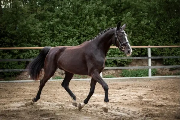 Ein Rappenpferd mit geflochtener Mähne und einer breiten weißen Blesse, das eine Trense trägt, trabt kraftvoll in einem Reitplatz. Der Sandboden ist aufgepflügt, und im Hintergrund ist ein Holzzaun mit dichten grünen Büschen zu sehen.
