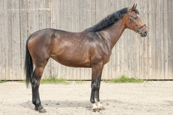 dressurpferd-der-woche-unter-20000-hannoveraner (1)