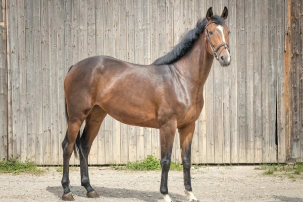 dressurpferd-der-woche-unter-20000-hannoveraner