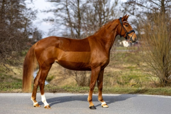 dressurpferd-der-woche-unter-20000-westfale (1)