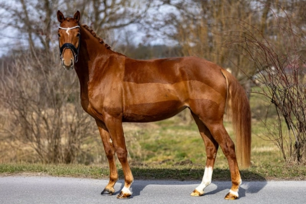 dressurpferd-der-woche-unter-20000-westfale (2)