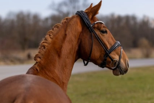 dressurpferd-der-woche-unter-20000-westfale