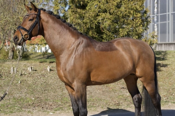 dressurpferd-der-woche-unter-25000-250226-hengst (1)