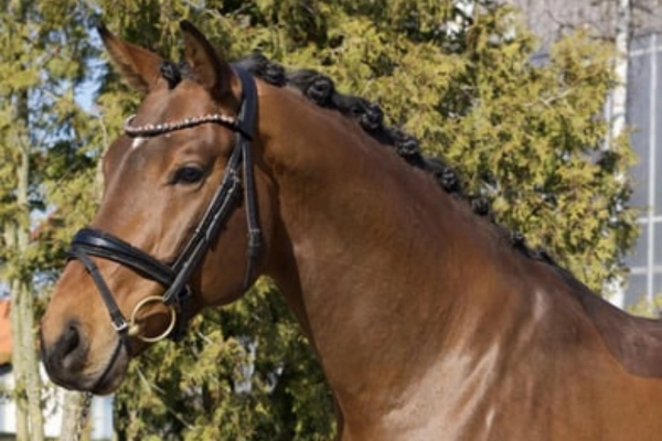 dressurpferd-der-woche-unter-25000-250226-hengst (2)