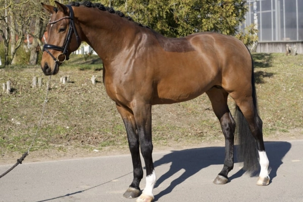 dressurpferd-der-woche-unter-25000-250226-hengst