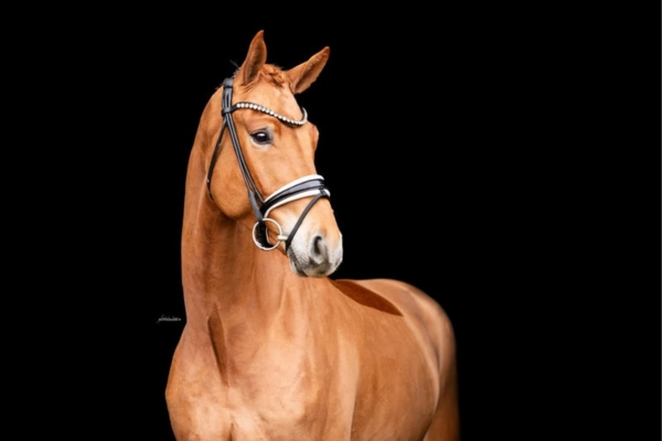 dressurpferd-der-woche-unter-25000-250226-maxi (1)