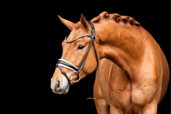 dressurpferd-der-woche-unter-25000-250226-maxi (2)