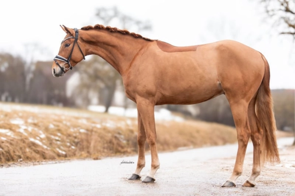 dressurpferd-der-woche-unter-25000-250226-maxi