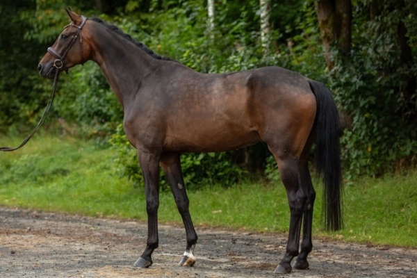 dressurpferd-der-woche-unter-25000-250226-zino2