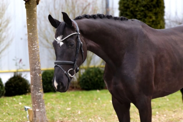 dressurpferde-der-woche-unter-20000-rosy (1)