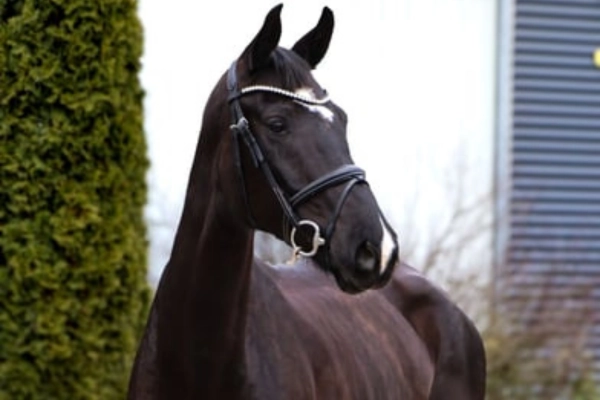 dressurpferde-der-woche-unter-20000-rosy (2)