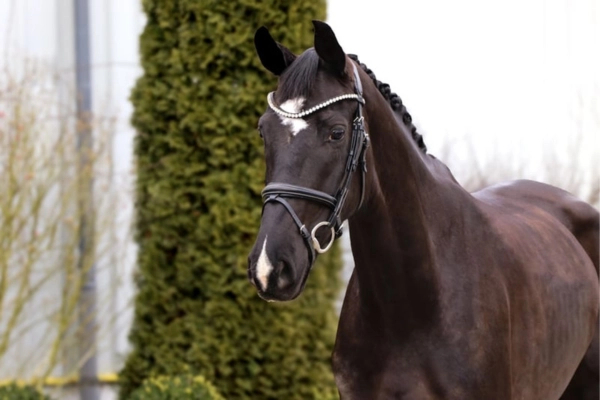 dressurpferde-der-woche-unter-20000-rosy