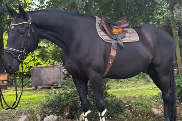 Ein gesatteltes, dunkles Pferd steht seitlich auf einer Wiese vor Bäumen und Sträuchern im Freien.