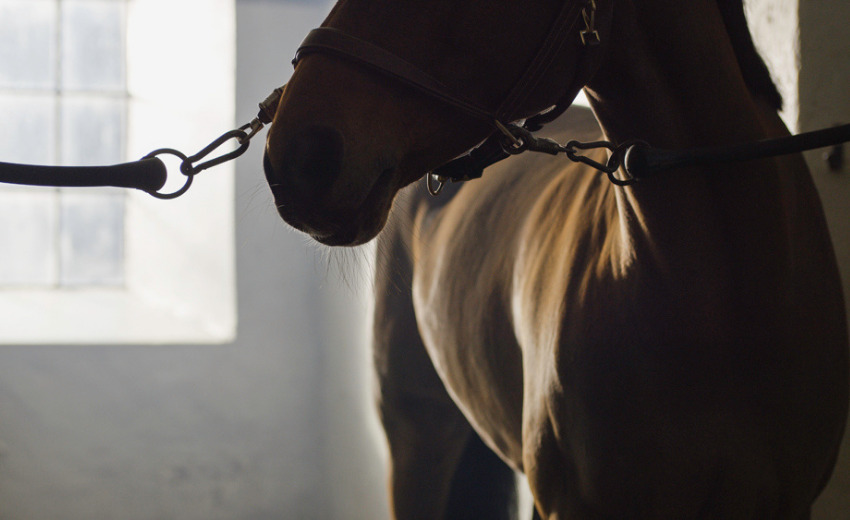 Durchfall beim Pferd – Ursachen, Behandlung & Fütterungstipps