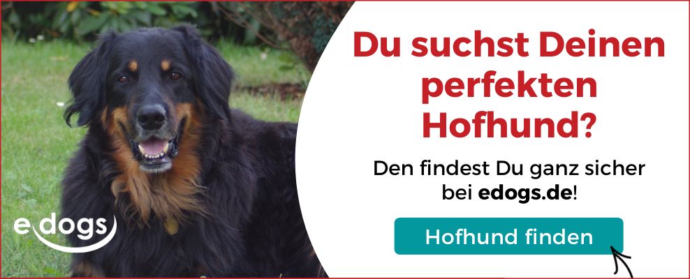 Hofhund: finden auf edogs.de!