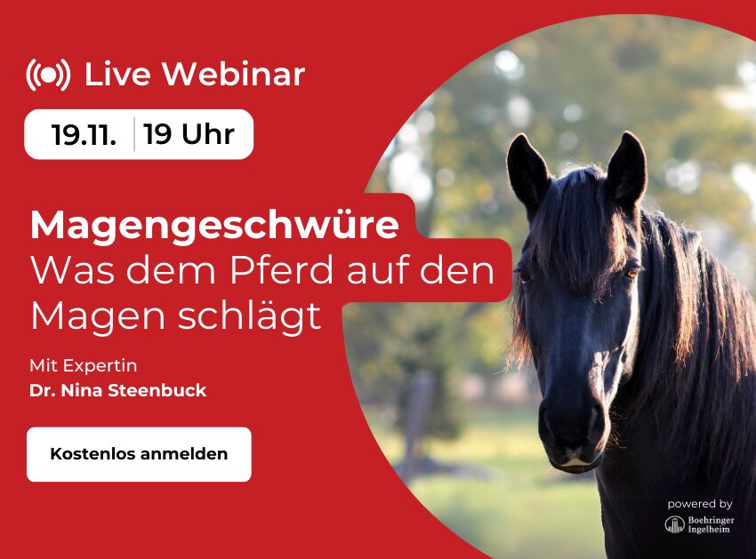 P.R.E. im Rasseportrait | ehorses Magazin