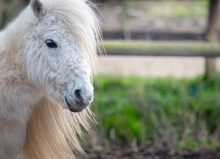 Wie alt werden Ponys? Die Lebenserwartung von kleinen Pferden