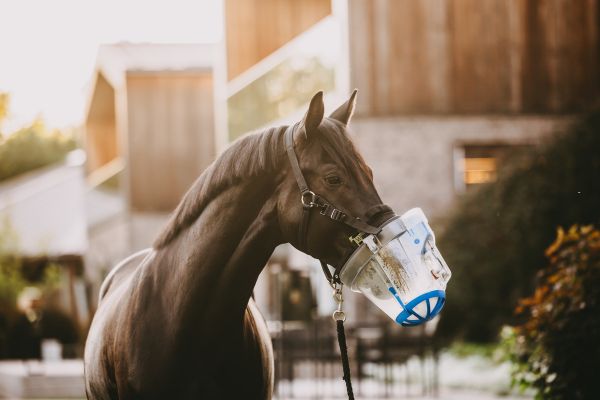 ehorses Produkt des Monats Nebutec