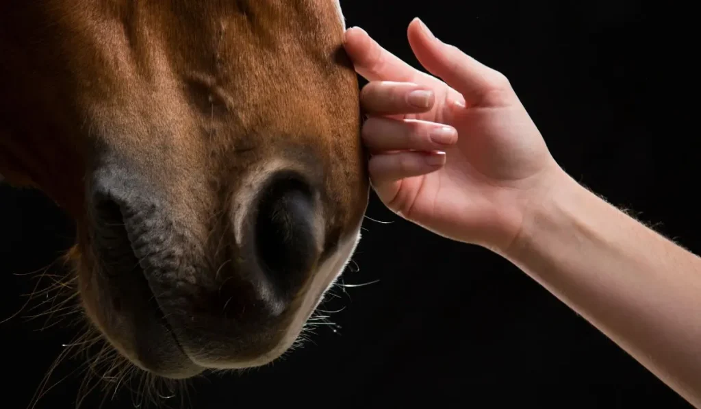 Pferd-Mensch-Bindung vor schwarzem Hintergrund