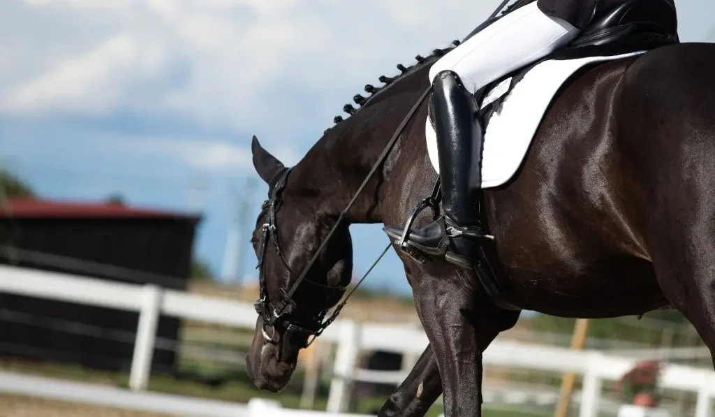 Pferd am langen Zügel