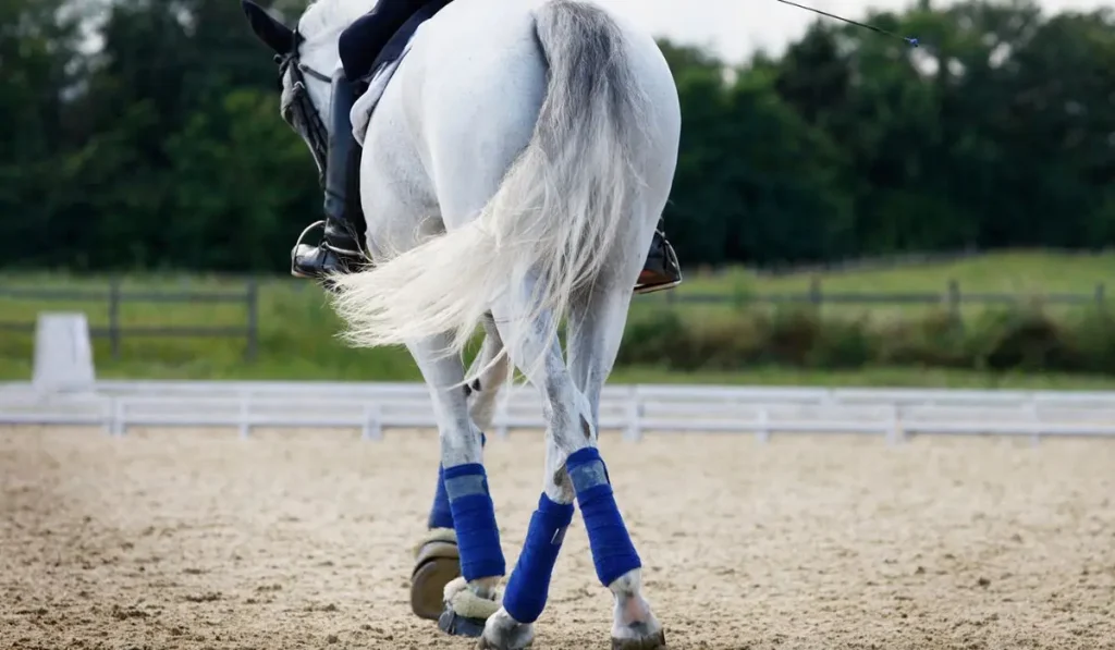 Dressurreiterin auf Schimmel