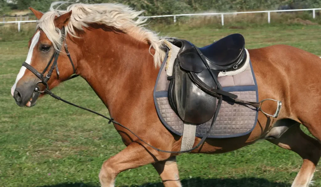 Pferd läuft weg nach einem Sturz des Reiters
