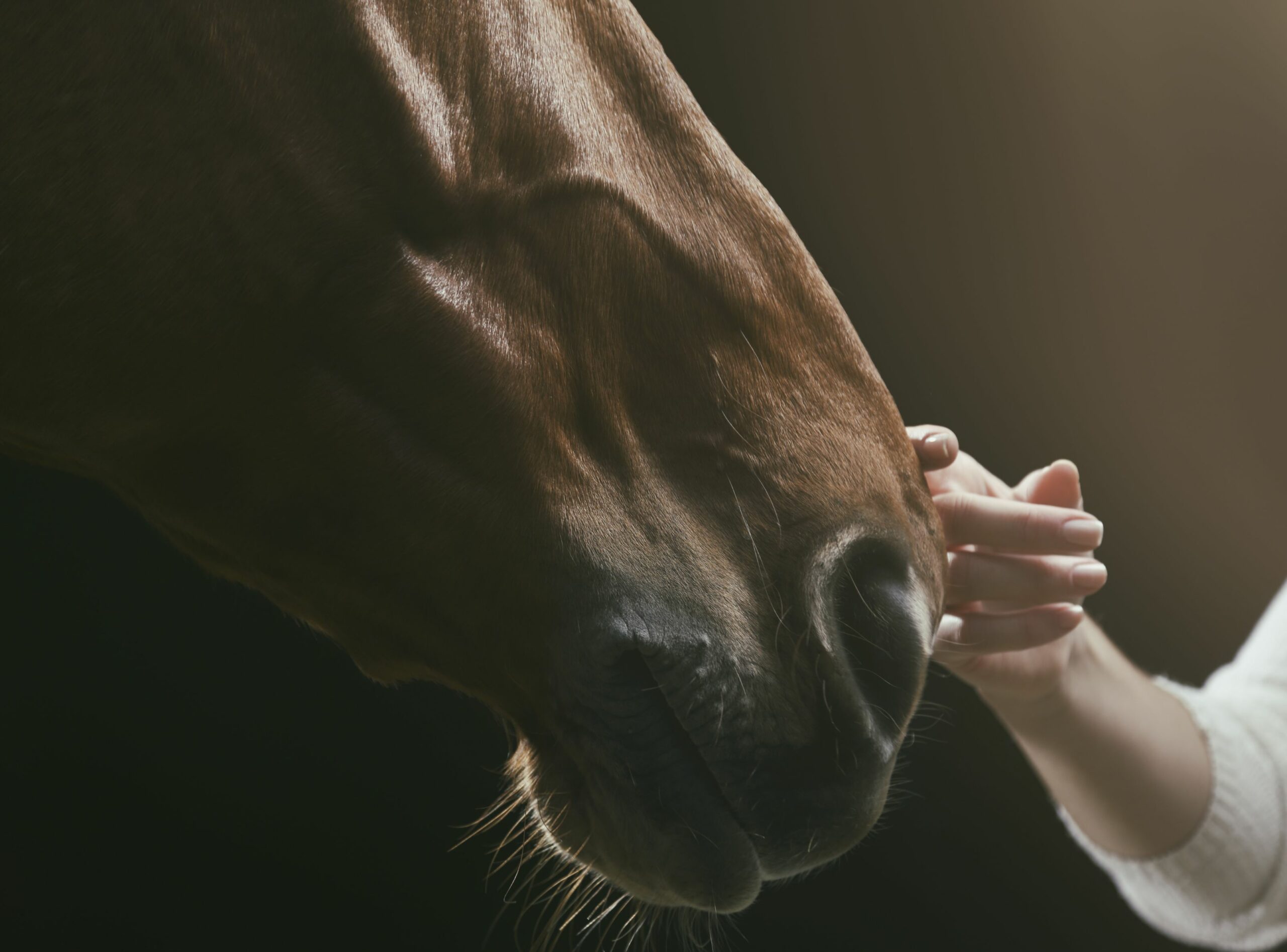 EHV – Alles über Herpesvirus beim Pferd