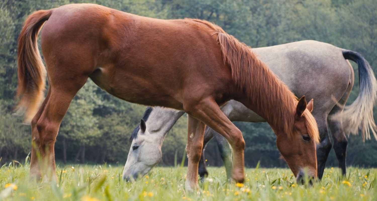 Checkliste eigenes Pferd: Das solltest Du beachten!