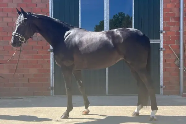 Dunkelbraunes Warmblutpferd mit Trense und weißen Fesseln, im Profil vor einem Stallgebäude stehend.
