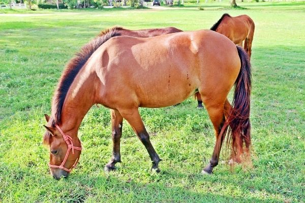 Elektrolyte: Pferd auf Wiese