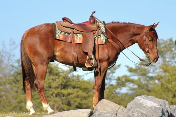 american-quarter-horse-wallach-3jahre-147-cm-roan-red-ranch-riding-trail-schaupferd-westernpferd-rebersburg-pa_51a367e3-40a2-49dc-bcbe-fde5e5cf541f