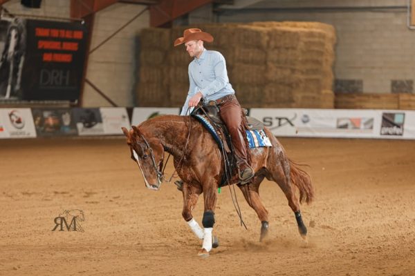 american-quarter-horse-wallach-5jahre-150-cm-dunkelfuchs-reiningpferd-schaupferd-westernpferd-arendonk_05e0f6be-89c6-4343-8e2c-3a854675174f