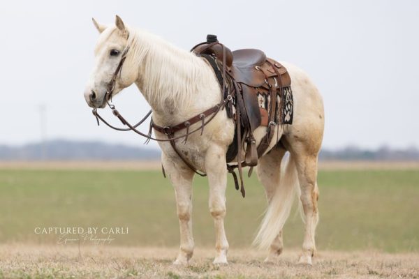 american-quarter-horse-wallach-5jahre-152-cm-palomino-ranch-riding-trail-schaupferd-westernpferd-lewistown-il_74077b6e-d644-4768-a924-df7238862a73