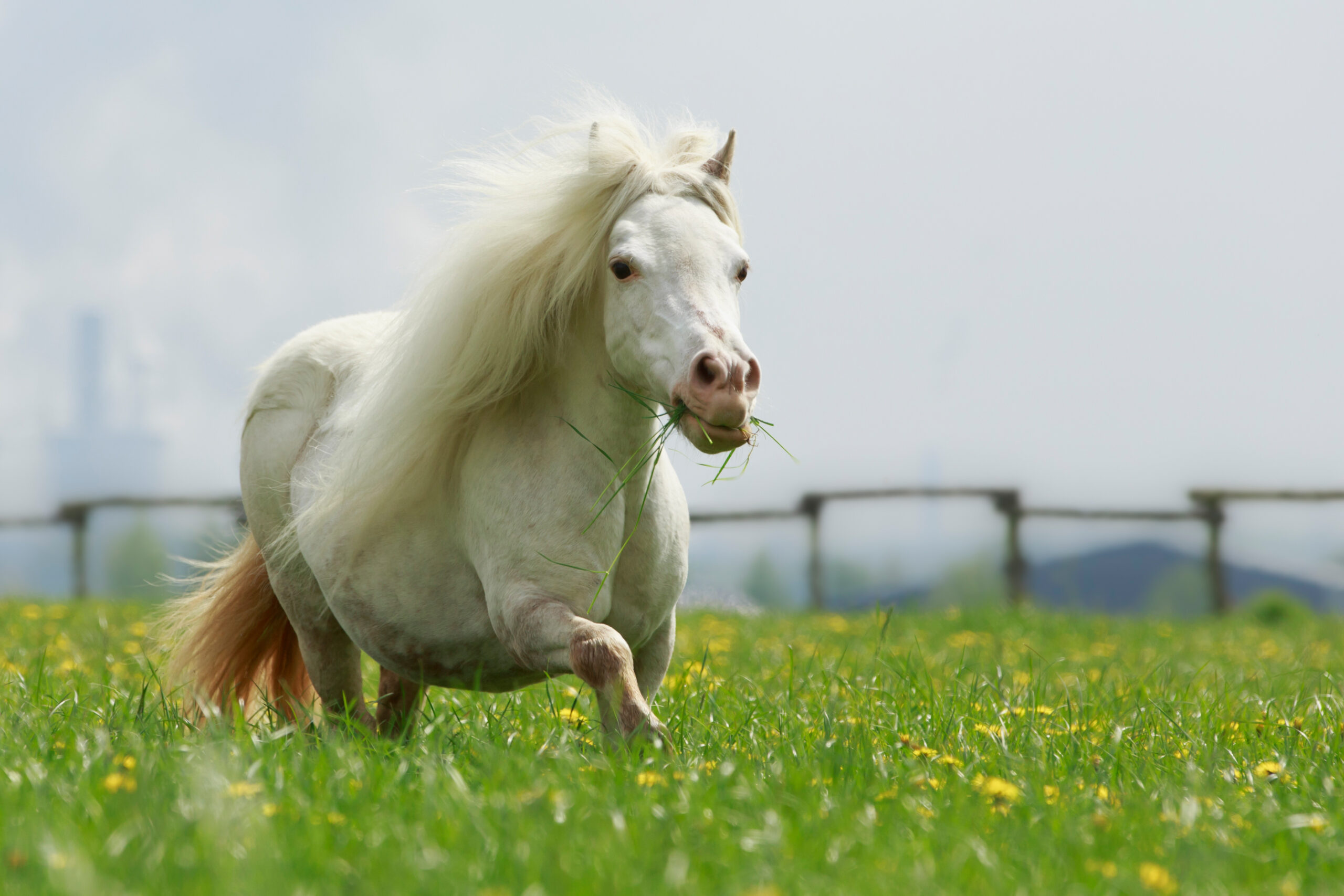 EMS beim Pferd – Symptome, Ursachen & Fütterungstipps