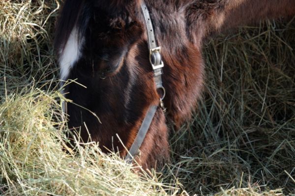 EMS bei Pferden: Pferd frisst Heu