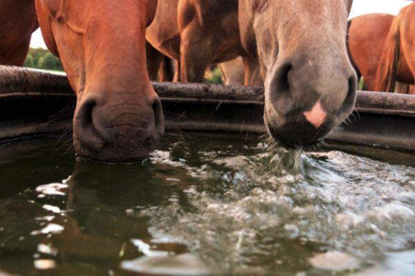 EMS beim Pferd: Pferde trinken Wasser