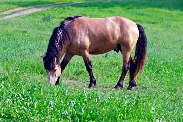 EMS bei Pferden: Pferd auf der Wiese