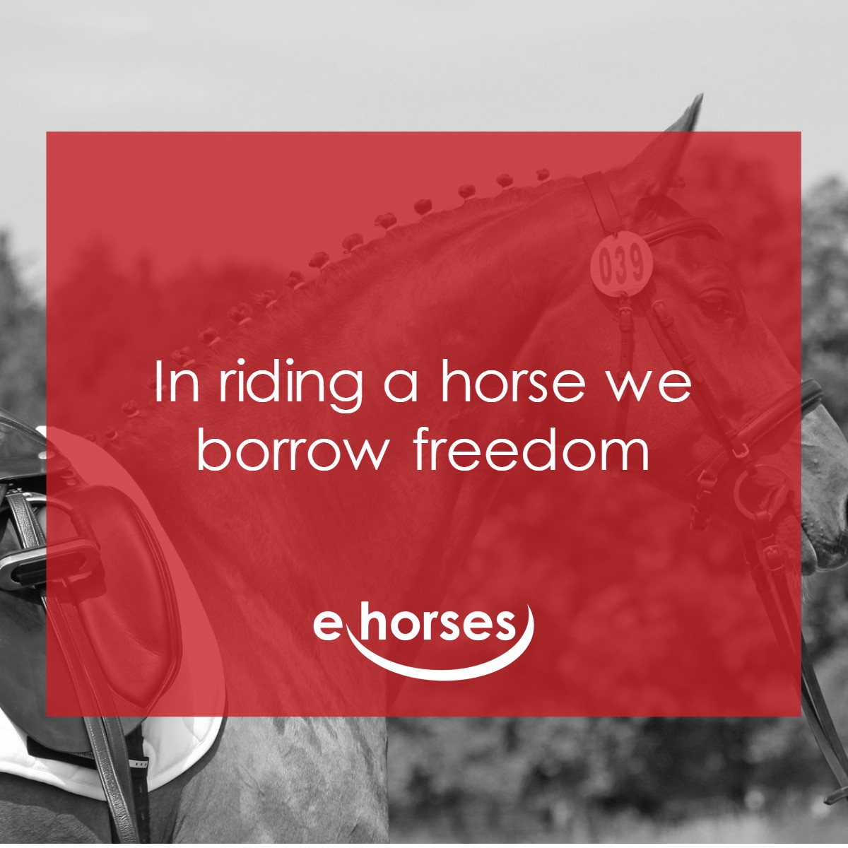 Die schönsten Pferdesprüche und zitate ehorses Magazin