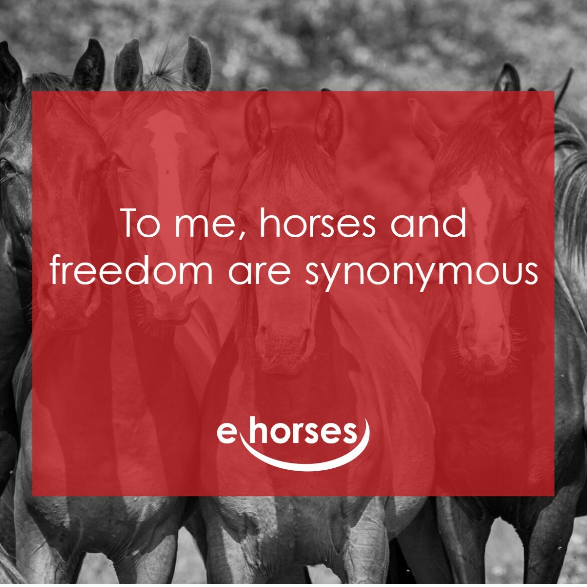 Die schönsten Pferdesprüche und zitate ehorses Magazin