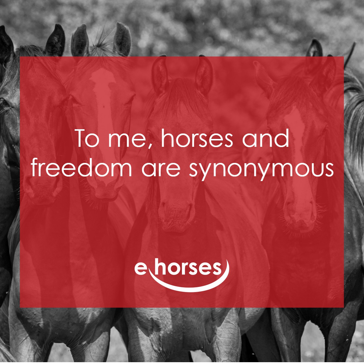 Die schönsten Pferdesprüche und zitate ehorses Magazin