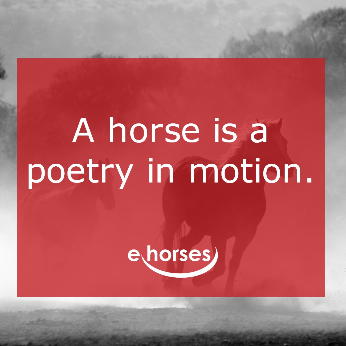 Die schönsten Pferdesprüche und zitate ehorses Magazin