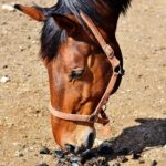 Wurmkur beim Pferd: Pferd riecht an Pferdeäpfeln