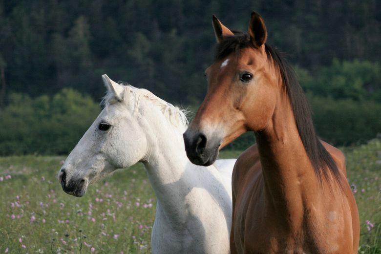 Equitana: zwei Pferde stehen auf einer Wiese und schauen in eine Richtung