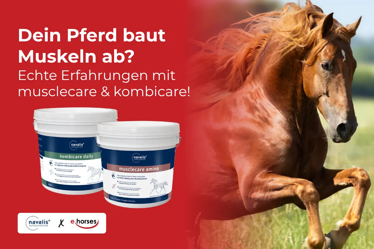 Erfahrungen mit kombicare daily horse und navalis musclecare amino horse von navalis