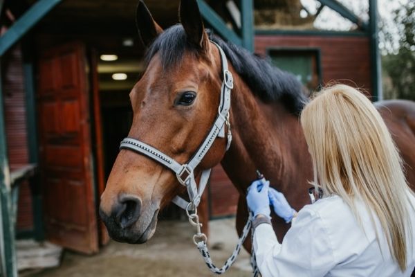 Stallapotheke: Erste Hilfe Pferd