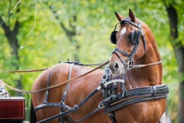 Fahrsport: Ein Pferd vor einer Kutsche