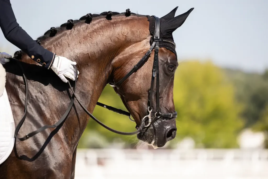 Nahaufnahme eines braunen Dressurpferdes mit geflochtener Mähne, Kandarenzaumzeug und Fliegenhaube, während die Hand einer reitenden Person mit weißem Handschuh den Hals berührt.
