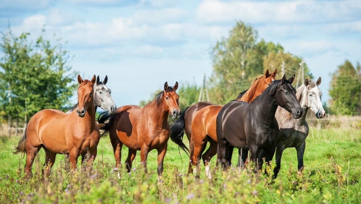 Fellfarben Pferd: Sieben Pferde mit unterschiedlichen Farben auf einer Wiese