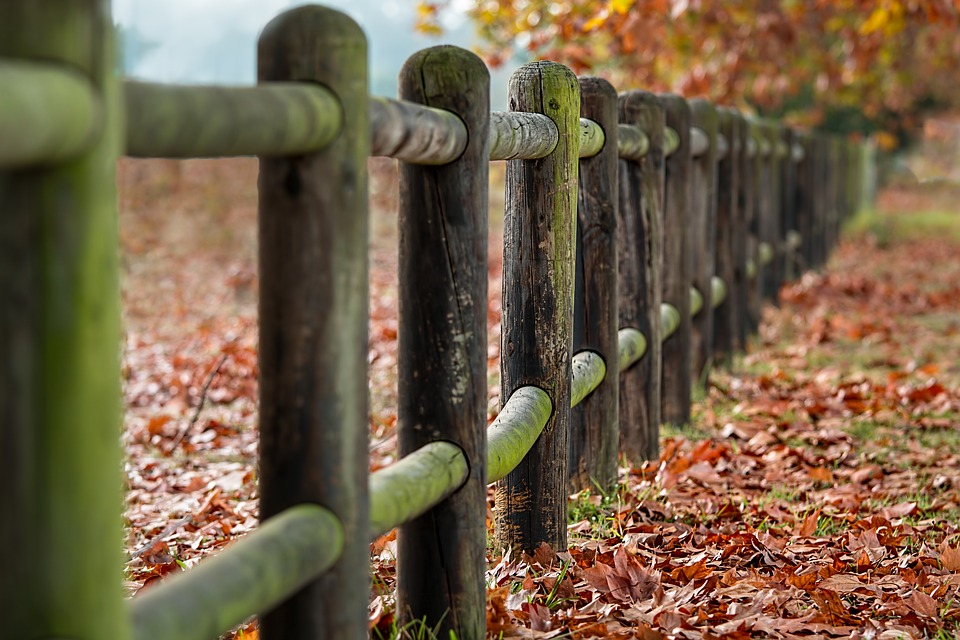 Pferd im Herbst: Zaun