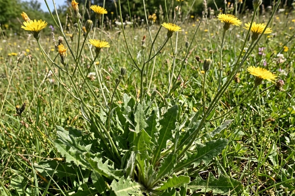 Eine Nahaufnahme von gewöhnlichem Ferkelkraut in einer sommerlichen Wiese. Deutlich zu erkennen ist die behaarte Blattrosette am Boden und die dünnen, verzweigten Stängel, an denen gelbe Korbblüten wachsen. Diese Pflanze gilt als Auslöser für den „Hahnentritt“ bei Pferden.